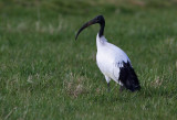 Heilige Ibis - Sacred Ibis (escape)