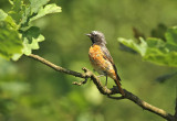 Gekraagde Roodstaart - Redstart