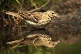 Boompieper - Tree Pipit