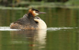 Fuut - Great Crested Grebe