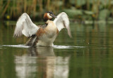 Fuut - Great Crested Grebe