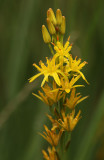 Beenbreek - Bog asphodel - Narthecium ossifragum