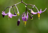 Bitterzoet - Bittersweet nightshade - Solanum dulcamara