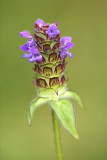 Gewone Brunel - Self-heal - Prunella vulgaris