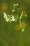 Witte Engbloem - Common vincetoxicum - Vincetoxicum hirundinaria 