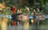 Dodaars - Little Grebe