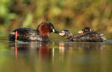 Dodaars - Little Grebe