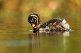 Dodaars - Little Grebe