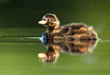 Dodaars - Little Grebe