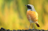 Gekraagde Roodstaart - Redstart