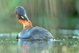 Dodaars - Little Grebe