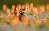 Dodaars - Little Grebe