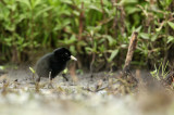 Waterral - Water Rail