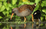 Waterral - Water Rail