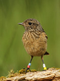 Roodborsttapuit - Stonechat (INBO-projectvogels)