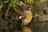 Roodborsttapuit - Stonechat (INBO-projectvogels)