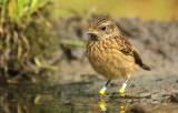 Roodborsttapuit - Stonechat (INBO-projectvogels)