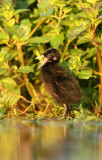 Waterral - Water Rail