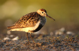 Bonte Strandloper - Dunlin