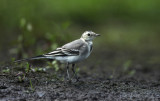 Witte Kwikstaart - White Wagtail