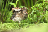 Porseleinhoen - Spotted Crake