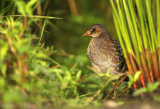 Porseleinhoen - Spotted Crake