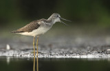 Groenpootruiter - Greenshank