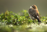 Tapuit - Common Wheatear