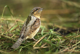 Draaihals - Wryneck