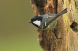 Coal tit - Parus ater