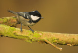 Coal tit - Parus ater