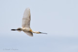 Eurasian spoonbill - Lepelaar