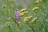 Whitethroat - Grasmus