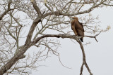 Bateleur  (juvenile)