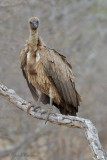 White Backed Vulture - Witruggier