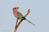 Lilac Breasted Roller - Vorkstaartscharrelaar