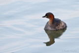 Little grebe - Dodaars