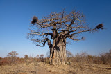 Baobab