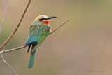 Birds South Africa - Vogels Zuid Afrika