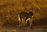 Vervet Monkey - Groene meerkat