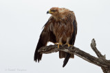 Tawny Eagle -Savannearend
