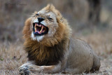 Lion - Leeuw