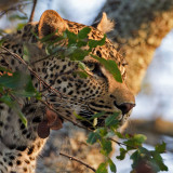 Leopard - Luipaard