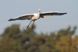 Great Egret - Grote zilverreiger