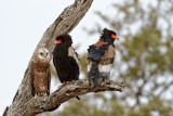 Bateleur