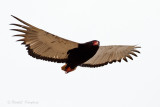 Bateleur