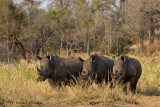 White Rhino - Witte neushoorn