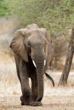 Elephant - Olifant