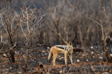 Black-backed Jackal - Zwartrugjakhals