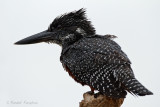 Giant Kingfisher - Afrikaanse reuzenijsvogel